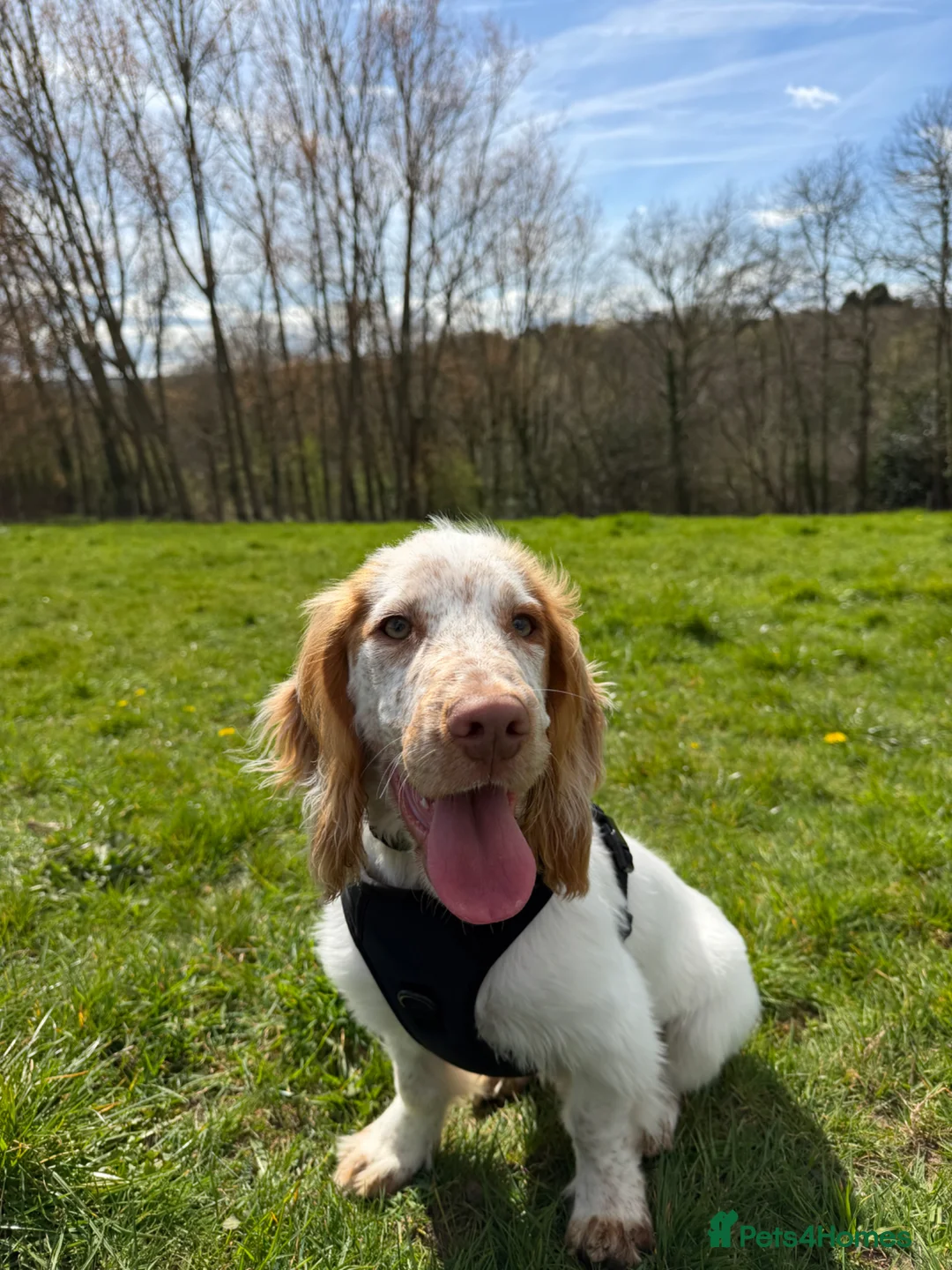 Cocker Spaniel dogs for sale: 6 month old male cocker spaniel  - Advert 2