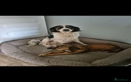 Mixed Breed dogs for sale: 2 female older dogs  - Image 1