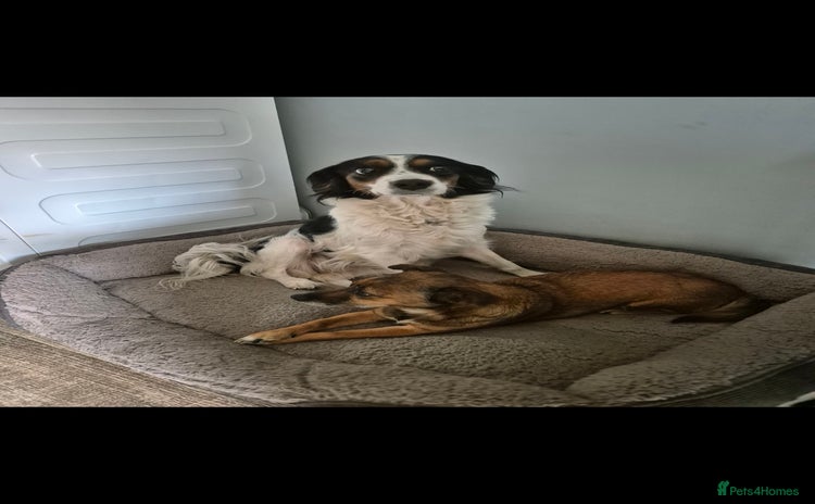 Mixed Breed dogs - Advert 12