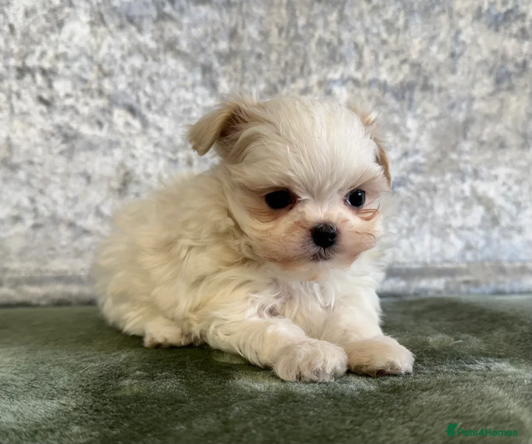 Maltipoo dogs for sale: Tiny f1b maltipoos  - Advert 18