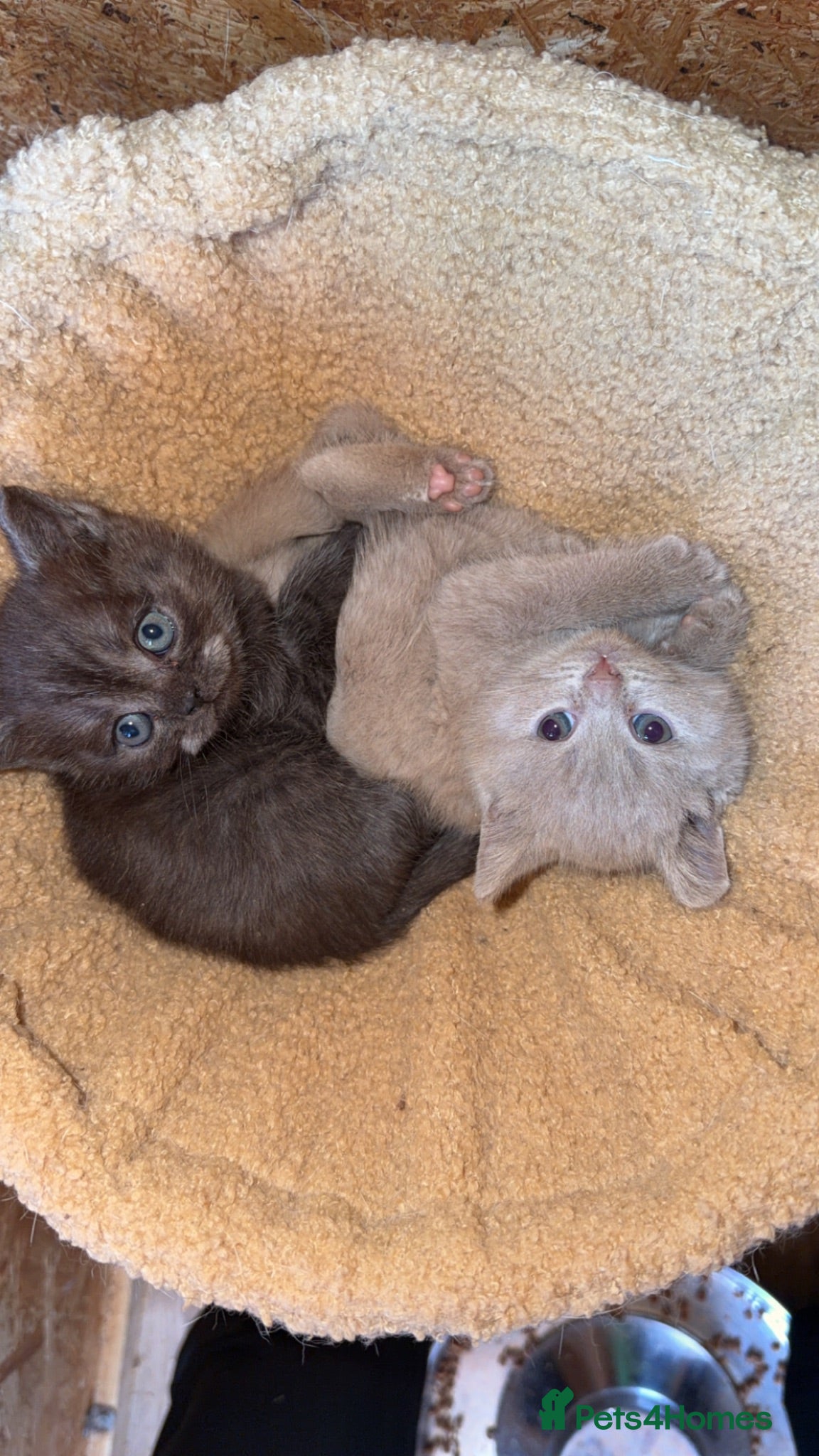 British Shorthair cats British Blue Shorhair Kittens  - Advert 17