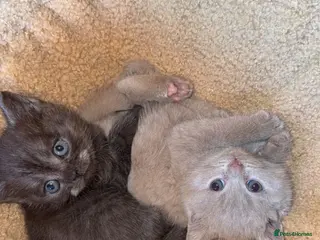 British Shorthair cats British Blue Shorhair Kittens - Advert 17
