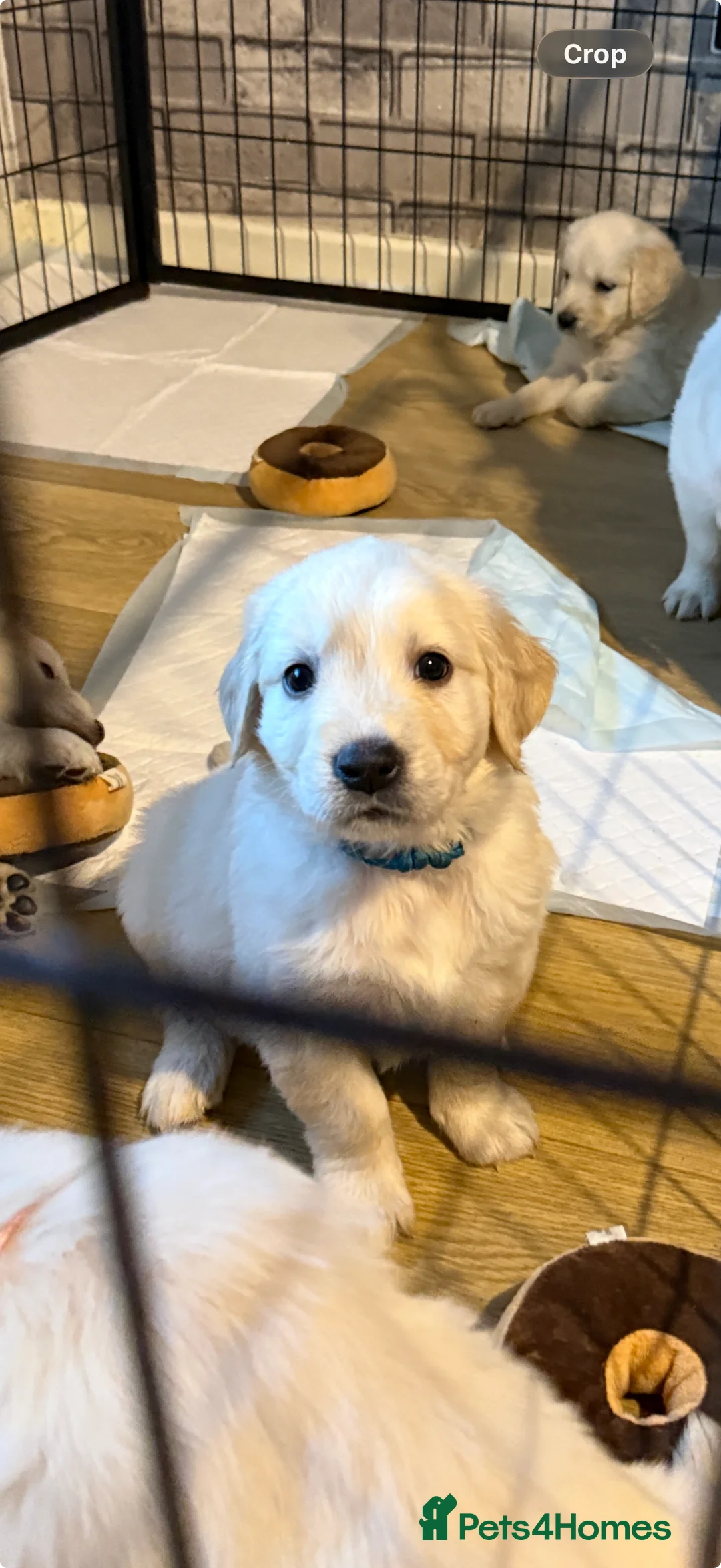 Golden Retriever dogs for sale: Full pedigree golden retriever puppies  - Advert 17