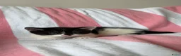 Mixed Breed cats for sale: Kittens, black and white - Advert 17