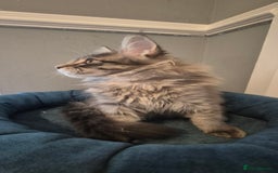 Maine Coon cats for sale: Maine Coon Glasgow AVAILABLE  - Image 23