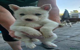 Siberian Husky dogs for sale: Siberian husky pups  - Image 8