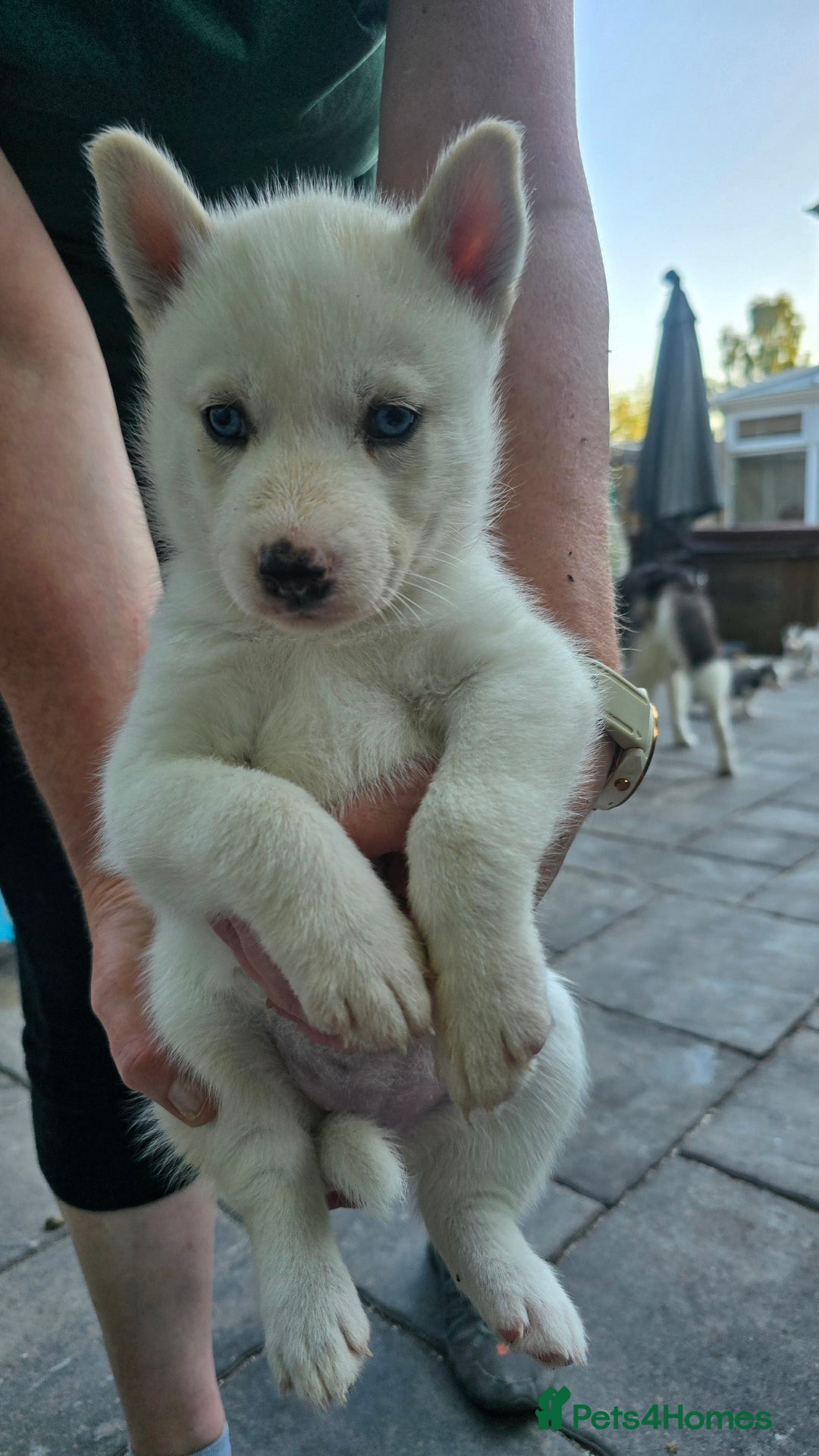 Siberian Husky dogs for sale: Siberian husky pups  - Image 8