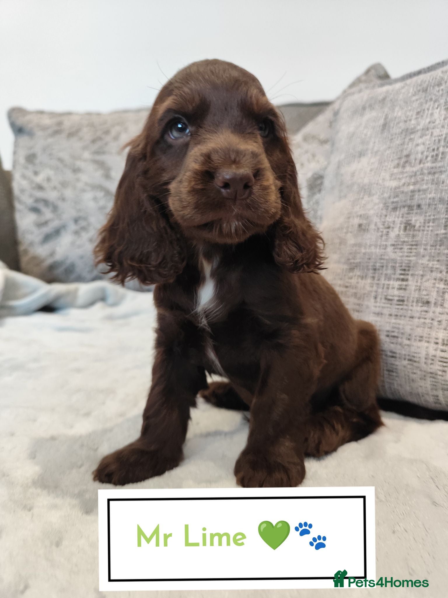 Cocker Spaniel dogs 🌟READY NOW🌟🐾 🐶 KC Show Cocker Puppies🐶🐾💕  - Advert 5