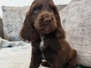Cocker Spaniel dogs 🌟READY NOW🌟🐾 🐶 KC Show Cocker Puppies🐶🐾💕 - Advert 5