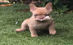 French Bulldog dogs for sale: Ready Now  - Image 11