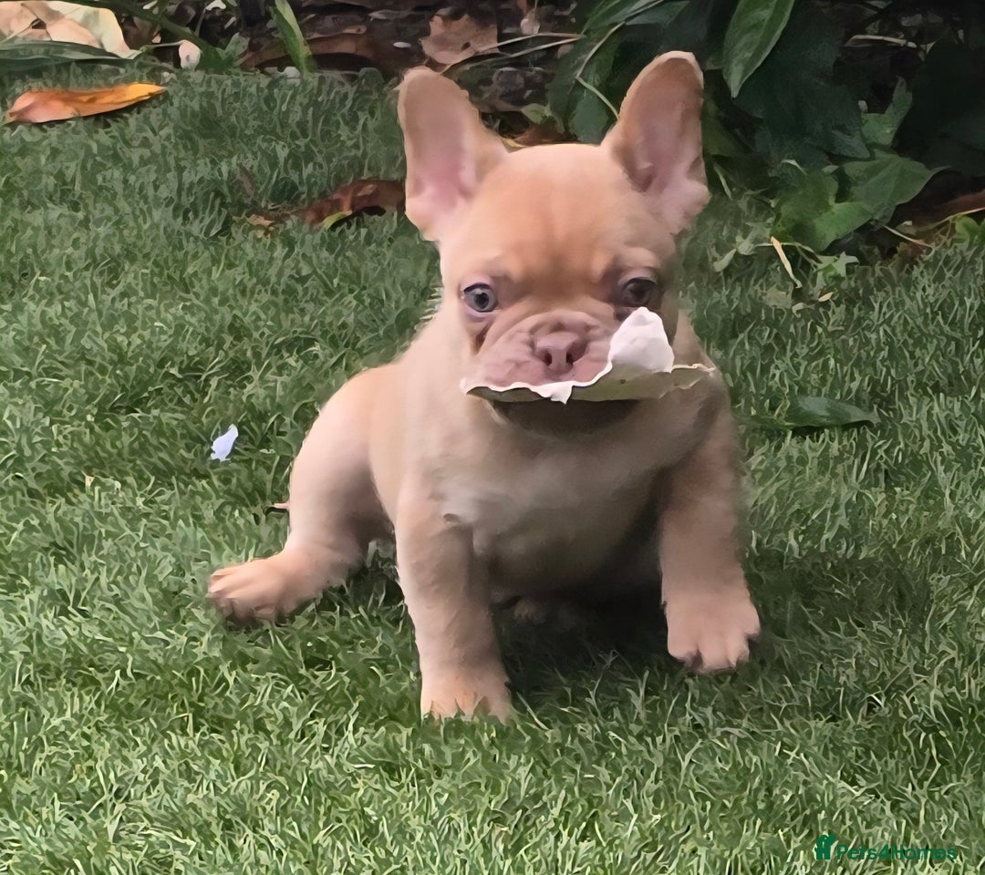 French Bulldog dogs for sale: Ready Now  - Image 11