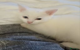 Khao Manee cats for sale: Kittens mixed khao Manee  - Advert 6