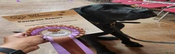 Mixed Breed dogs for sale: Odin is looking for his forever home  - Advert 2