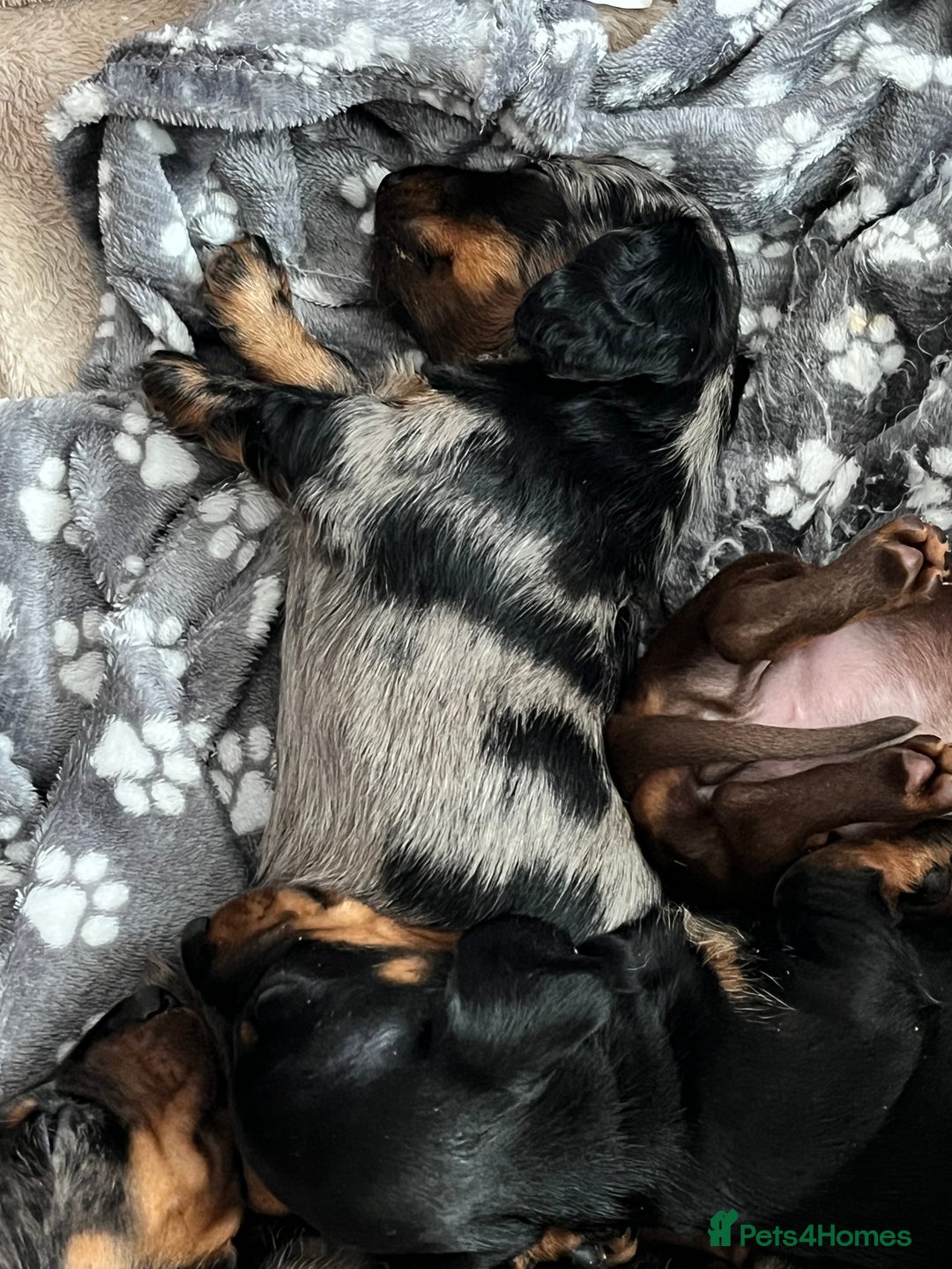 Dachshund dogs for sale: Miniature Dachshund Pups  - Advert 17