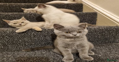 British Shorthair cats - Advert 1