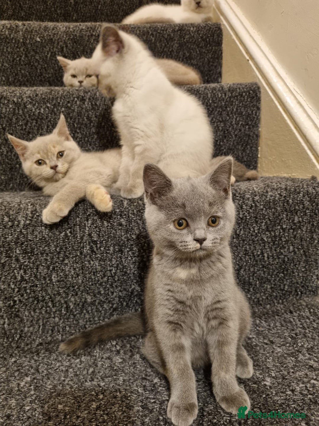 British Shorthair cats for sale: 💜GCCF Kittens Ready for Their Forever Homes!💜 - Image 7