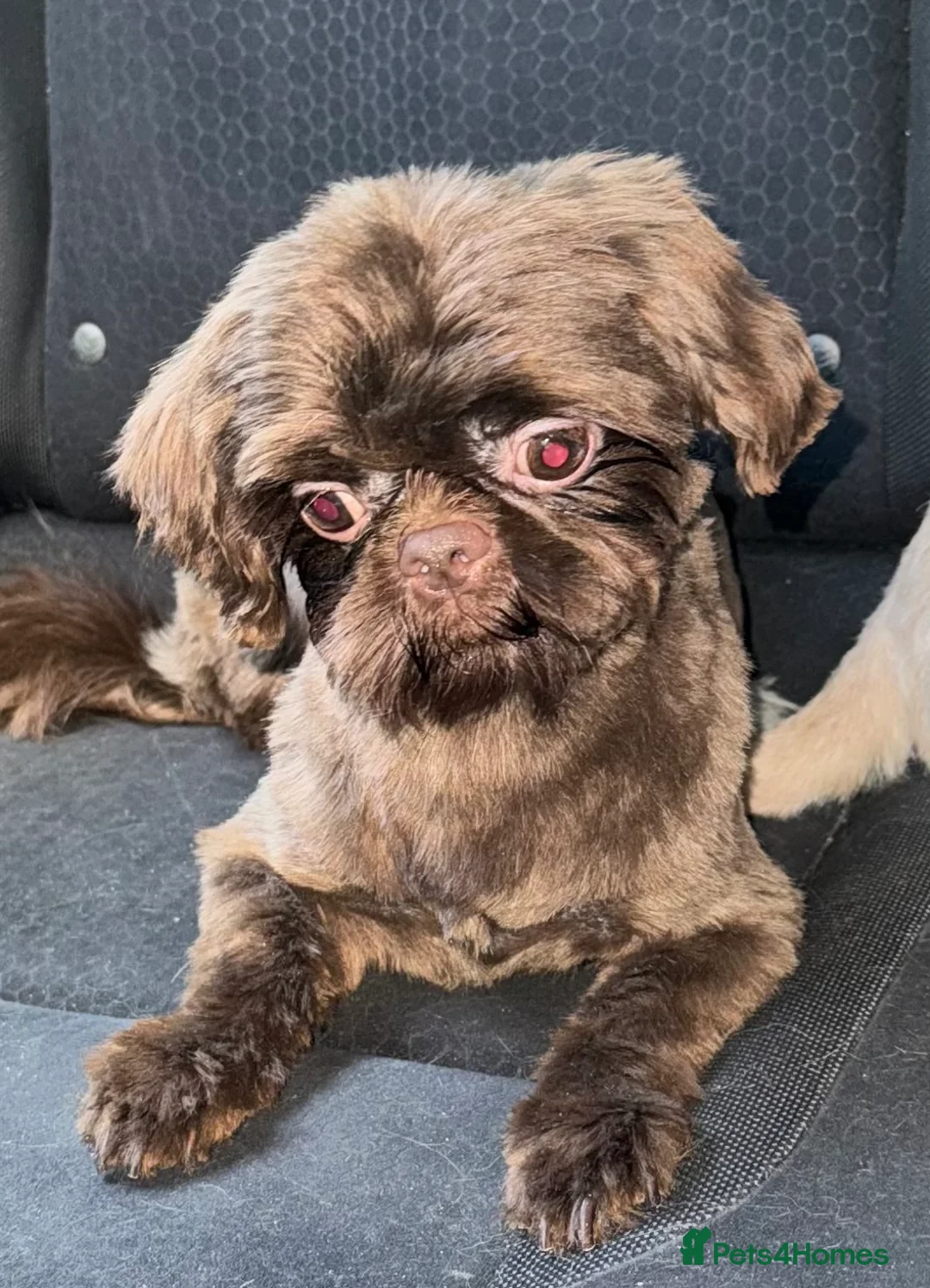 Shih Tzu dogs for stud: stunning chocolate stud boy  in Saint Helens - Advert 18
