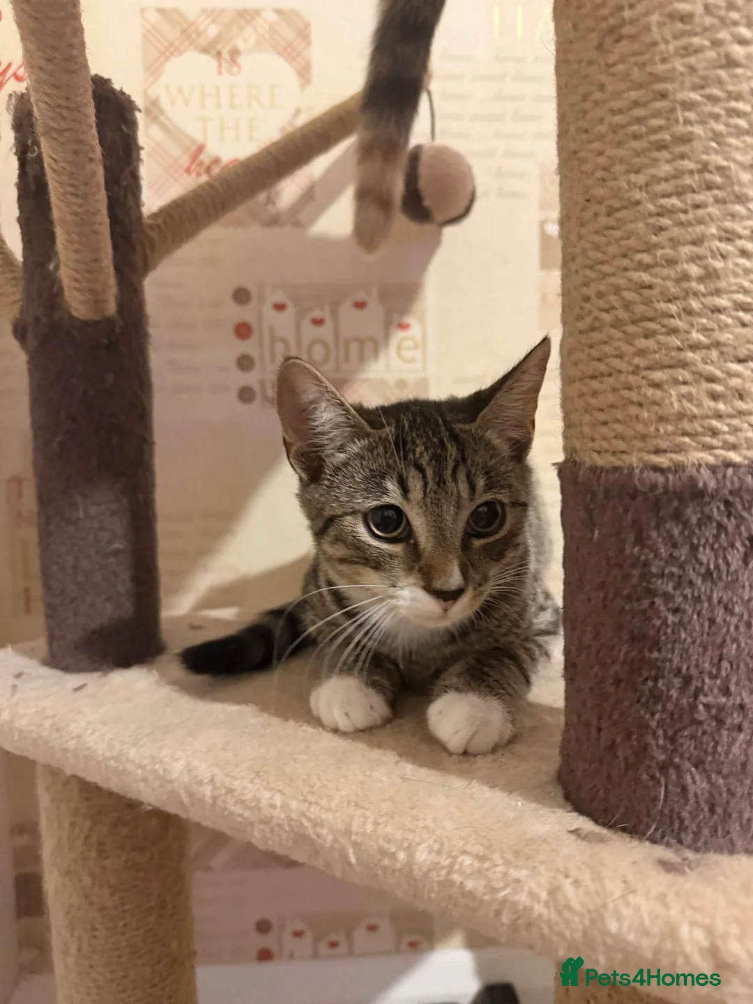 Mixed Breed cats for sale: Two Male Kittens For A Good Home in Kettering - Advert 3
