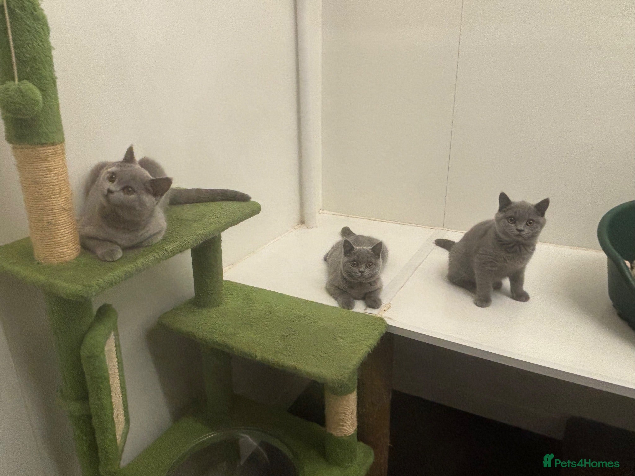 British Shorthair cats Pedigree British shorthairs  - Advert 1