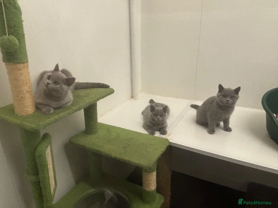 British Shorthair cats for sale: Pedigree British shorthairs  - Advert 1