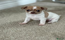Chihuahua dogs for sale: 5⭐️Licensed Breeder! BEAUTIFUL BOY ready 21/8 💙 - Image 8