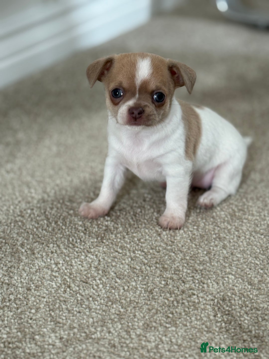 Chihuahua dogs for sale: 5⭐️Licensed Breeder! BEAUTIFUL BOY ready 21/8 💙 - Image 8