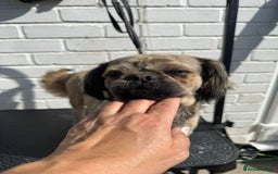 Shih Tzu dogs for sale: KC Shihtzu pups  - Image 19