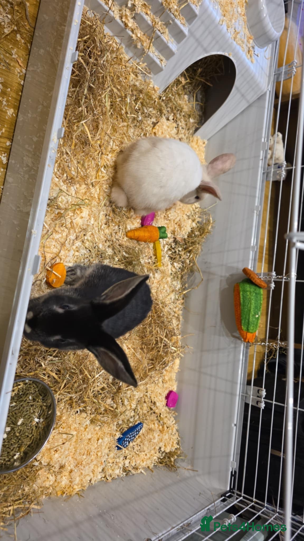 Mixed Breed rabbits 2 Female rabbits - Advert 1