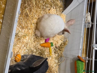 Mixed Breed rabbits 2 Female rabbits - Advert 1