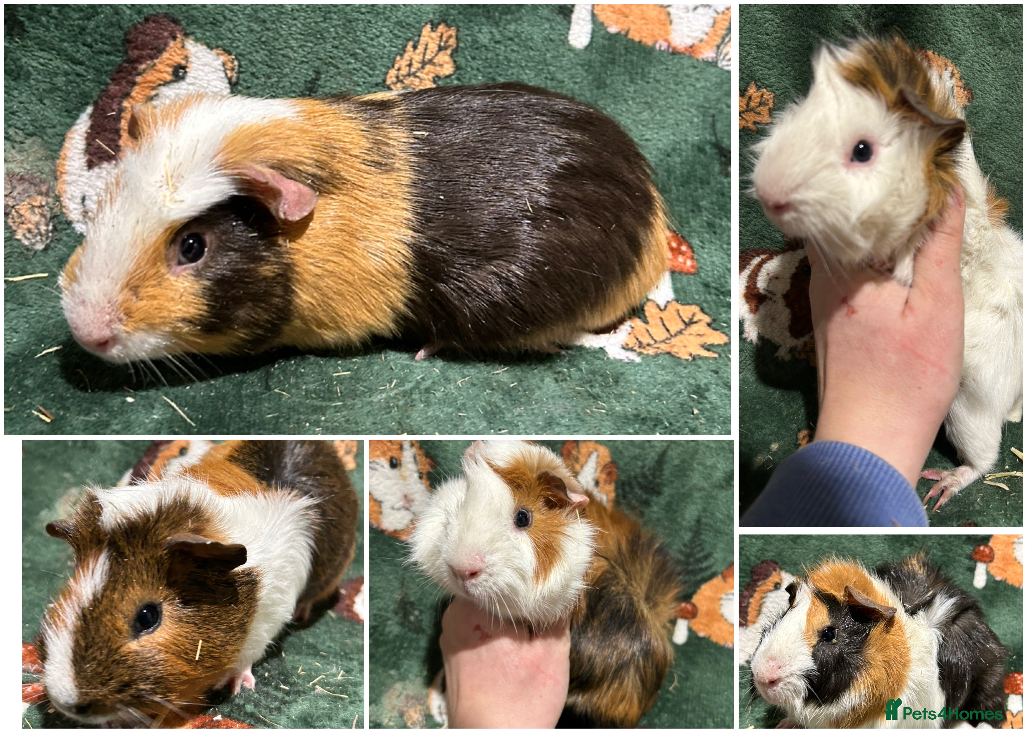 Guinea Pig rodents Baby Male Guinea pigs  - Advert 12