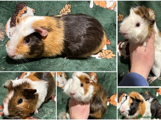 Guinea Pig rodents Baby Male Guinea pigs - Advert 10