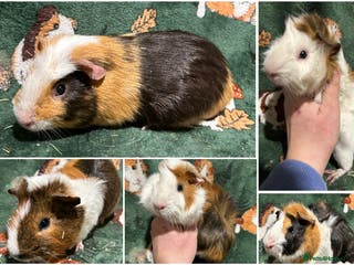 Guinea Pig rodents Baby Male Guinea pigs - Advert 3