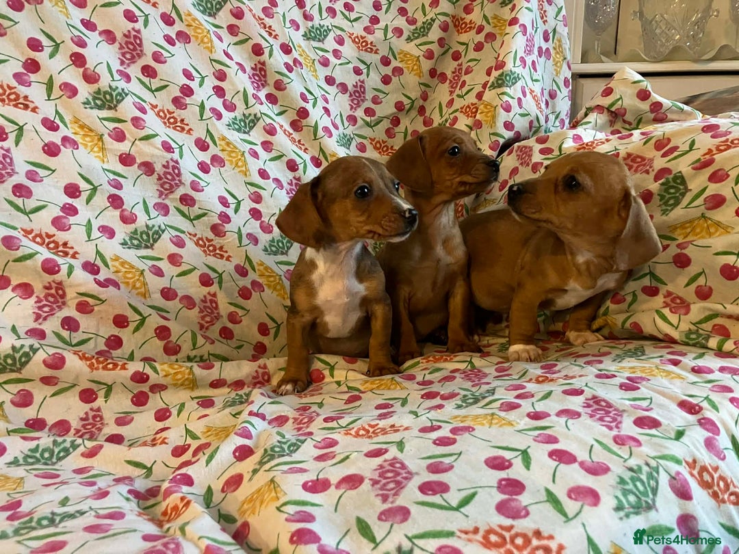 Mixed Breed dogs for sale: Miniature jack russel X Miniature dachshund  - Advert 12