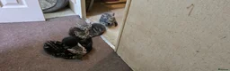 Mixed Breed cats for sale: Playful and sweet kittens  - Advert 15