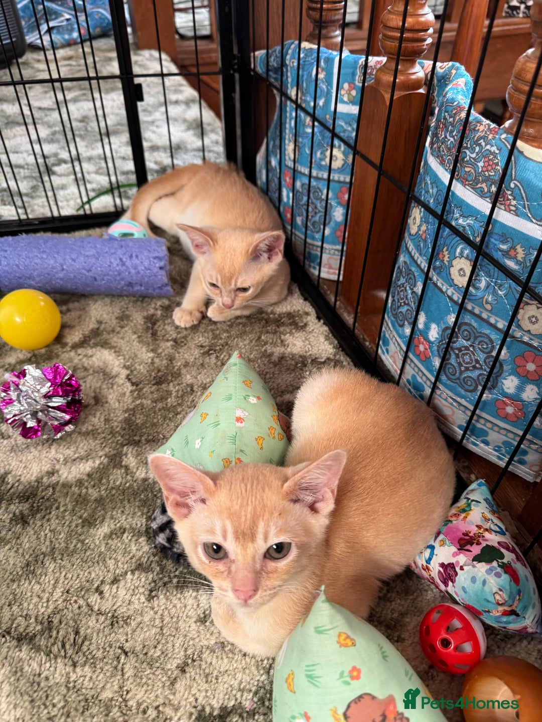 Burmese cats for sale: A fantastic litter of 7 Burmese babies  - Image 1