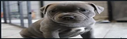 Staffordshire Bull Terrier dogs for sale: Home Well Socialized Staffy Puppies in Reading - Advert 14