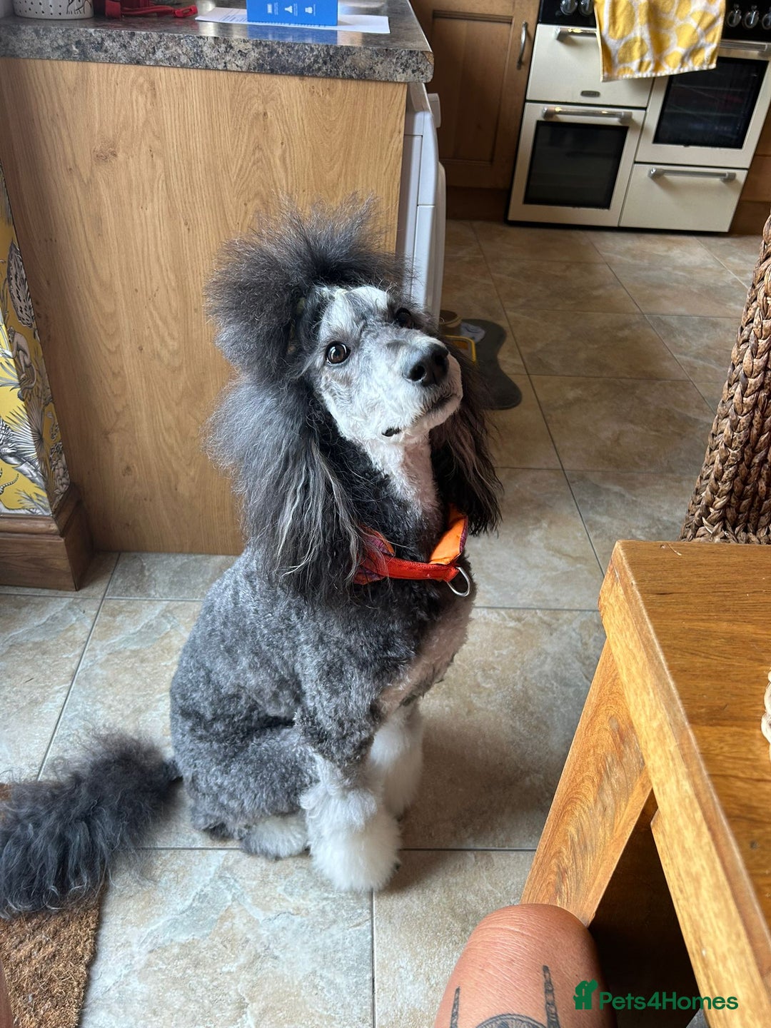 Standard Poodle dogs for sale: Beautiful standard poodle puppies - Advert 34