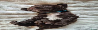 Sprocker 2