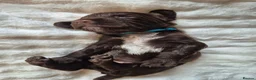 Sprocker dogs for sale: Working Sprocker Spaniels  - Advert 20