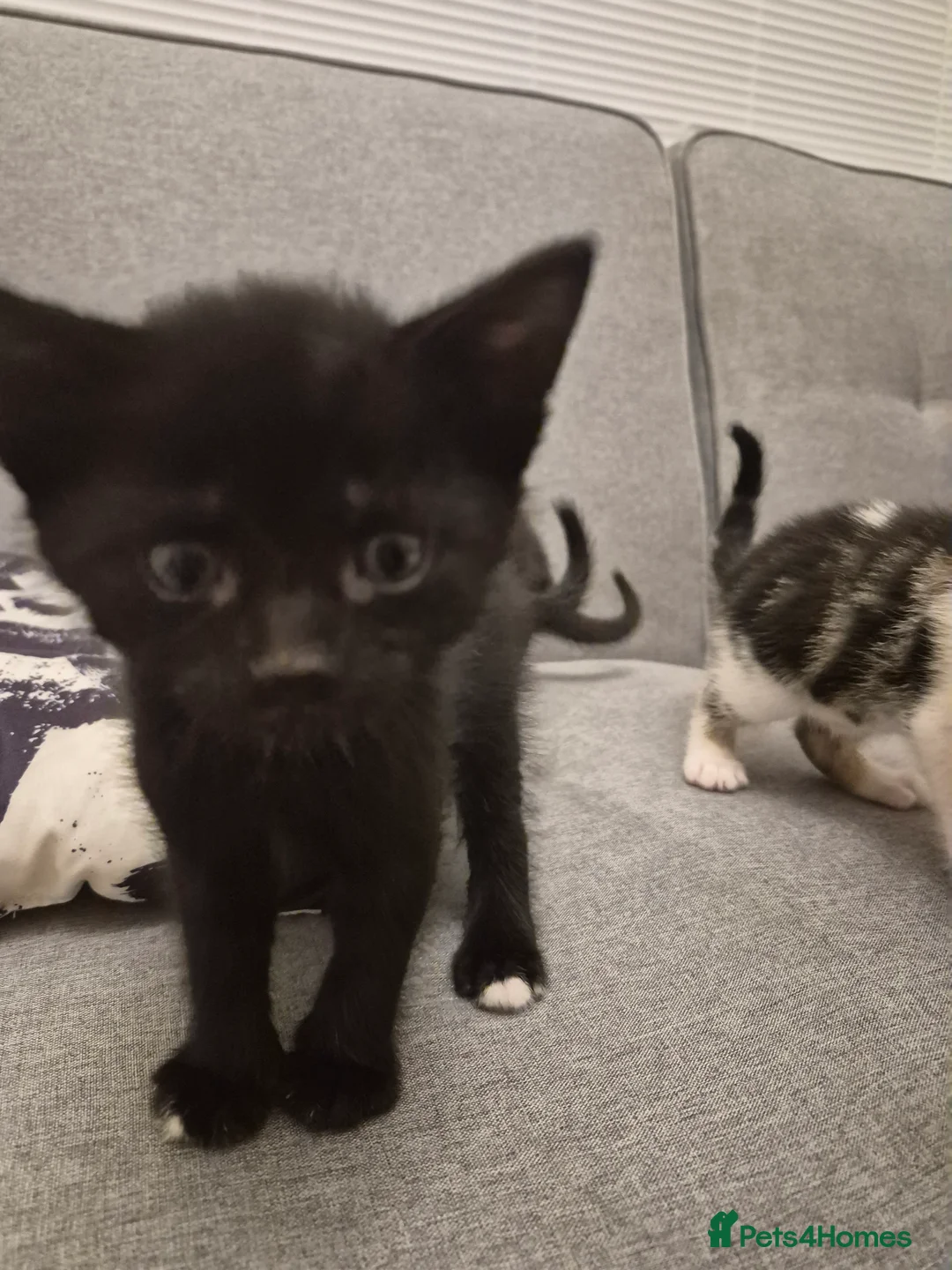 Mixed Breed cats for sale: Kittens  - Advert 4