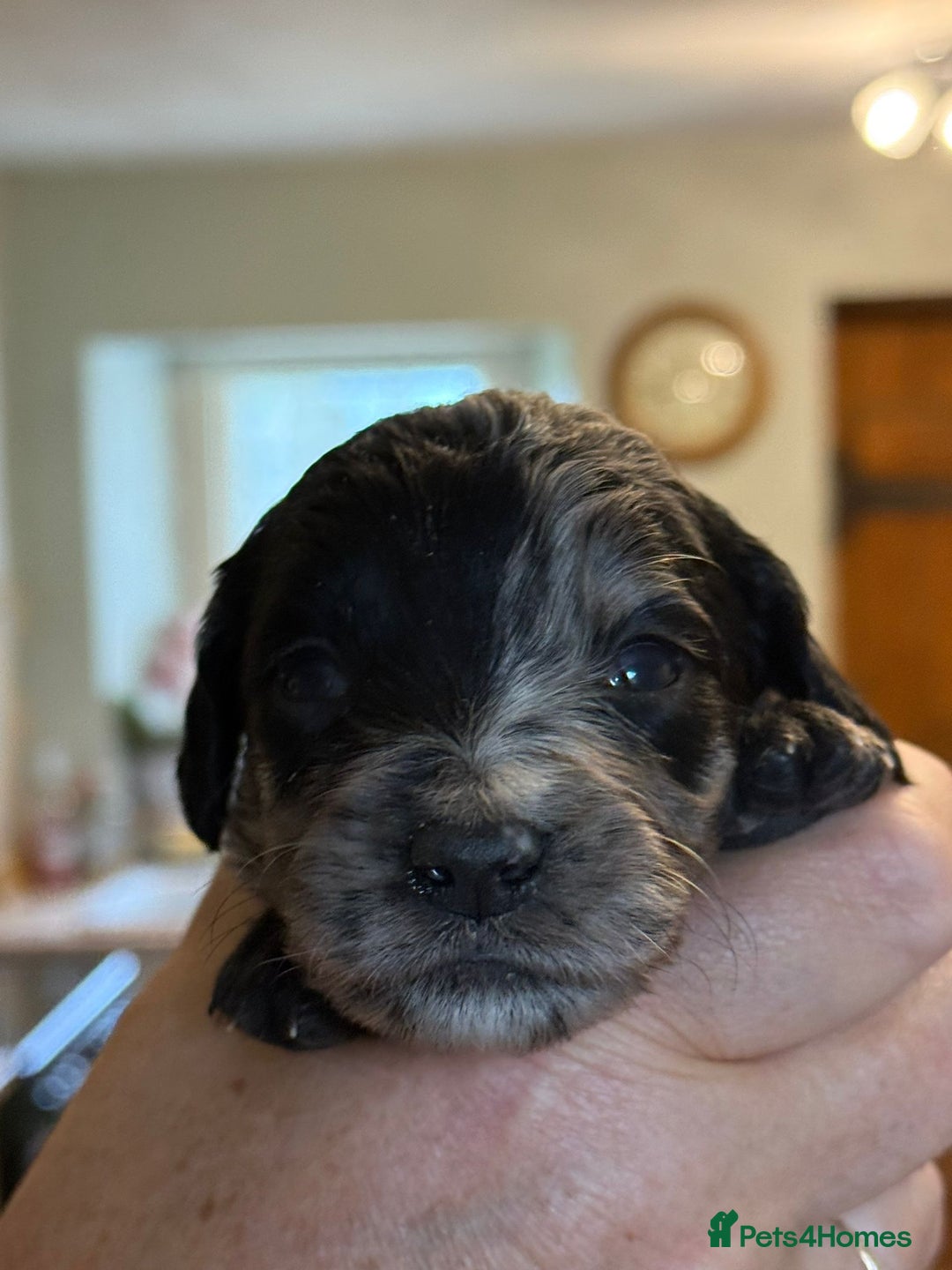 Sproodle dogs for sale: Merle F1 Sproodles 5⭐️Licenced Breeder full DNA - Advert 8