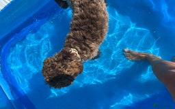 Cockapoo dogs for sale: Beautiful little cockapoo Ruby seeking a new home  - Image 7