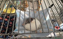Rat rodents for sale: Rats  - Image 18