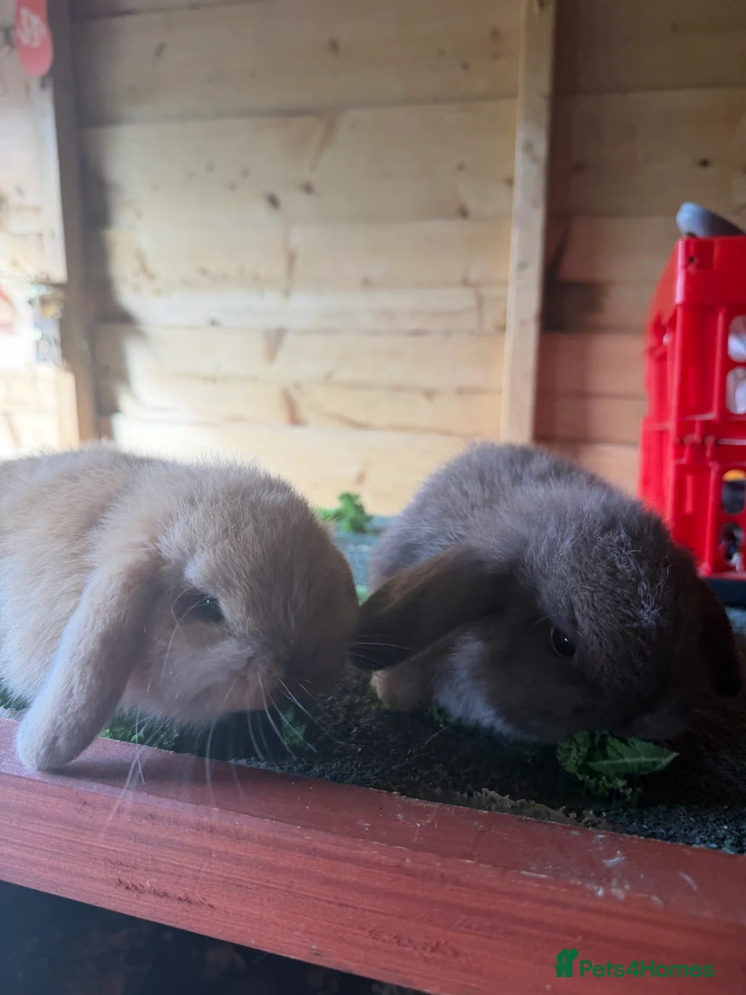 Mini Lop rabbits for sale: Mini lop pure bred  - Advert 6
