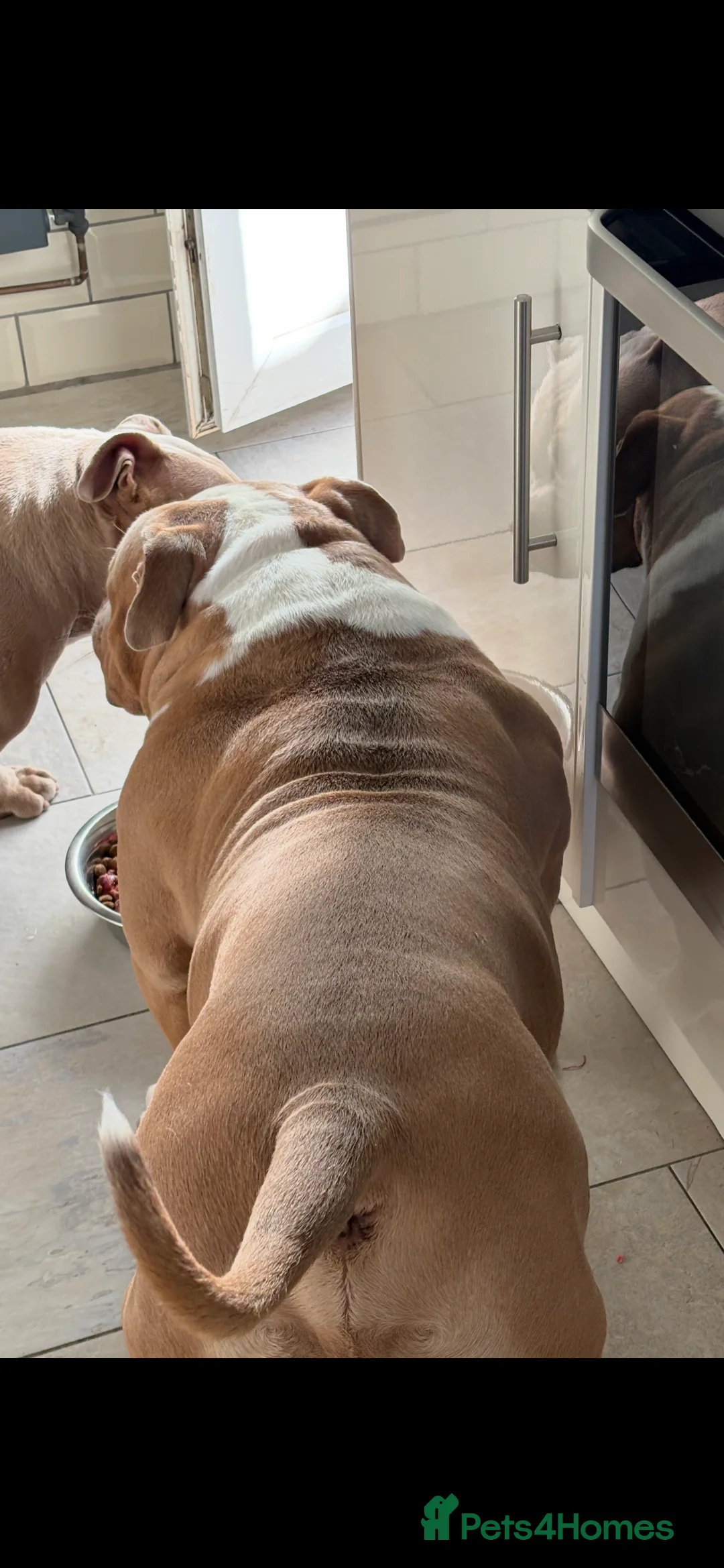 American Bully dogs for stud: American pocket bully  - Advert 7