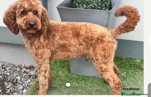 Cockapoo dogs Deep Dark Red Cockapoo Girl ready now - Advert 10