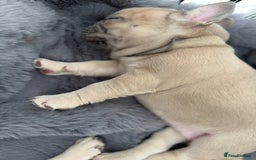 French Bulldog dogs for sale: LILAC Frawn 1girl pup left(I own both mom and dad) - Image 29