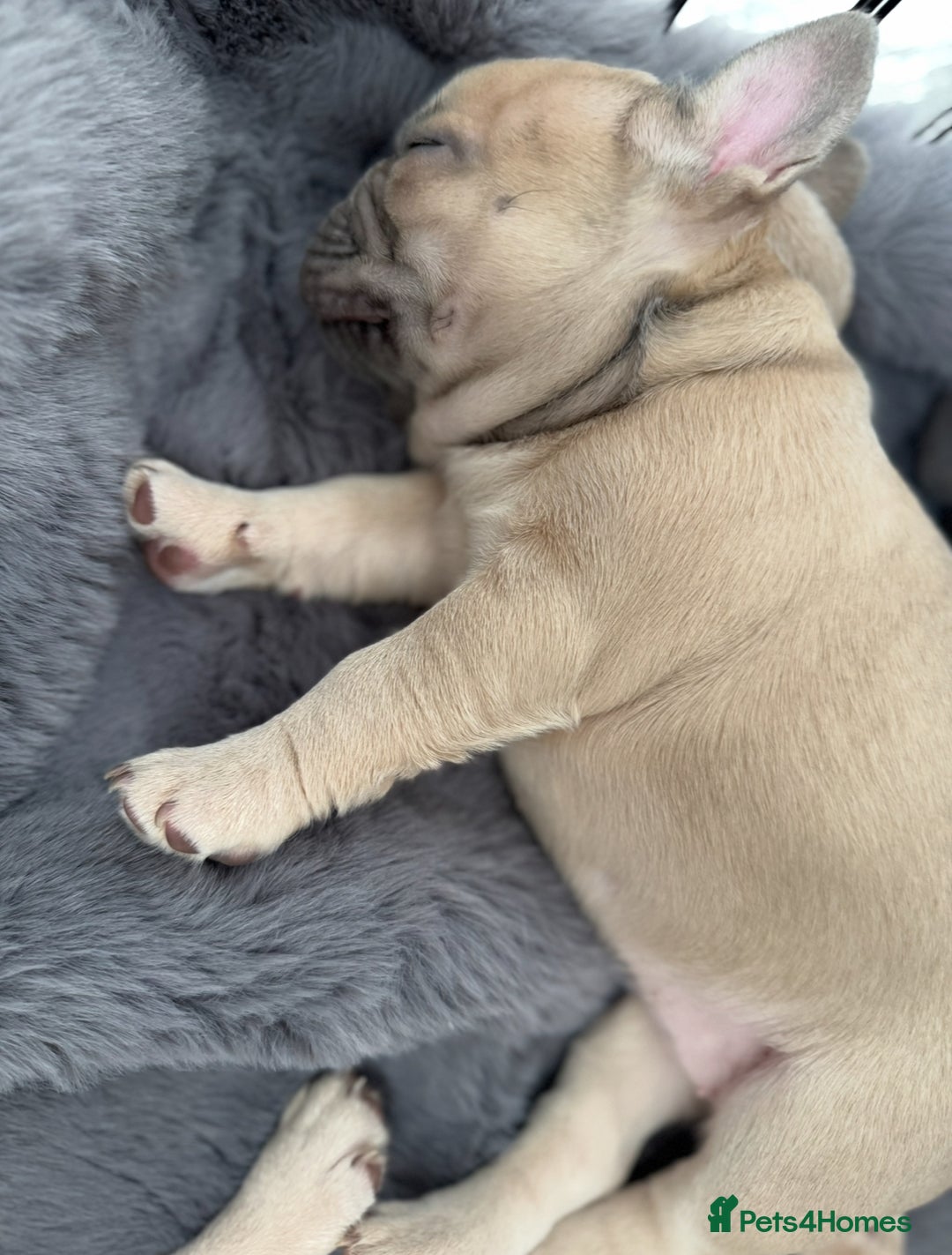French Bulldog dogs for sale: LILAC Frawn 1girl pup left(I own both mom and dad) - Image 29