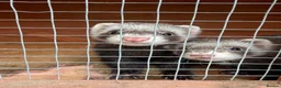 Ferret rodents for sale: Ferret kits - Advert 1