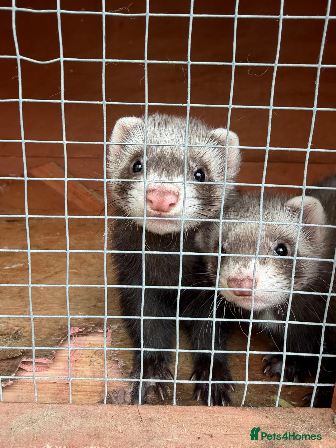 Ferret rodents for sale: Ferret kits - Advert 1